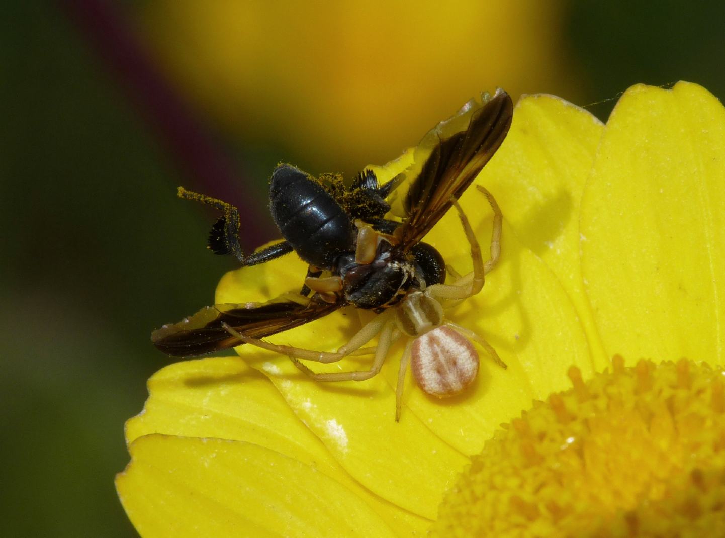 Runcinia grammica e Trichopoda pennipes